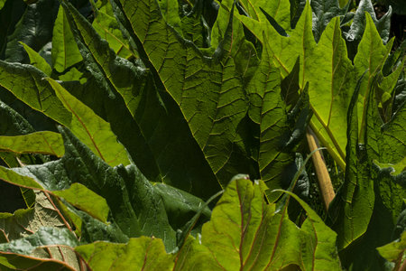 Pattern of green leaves