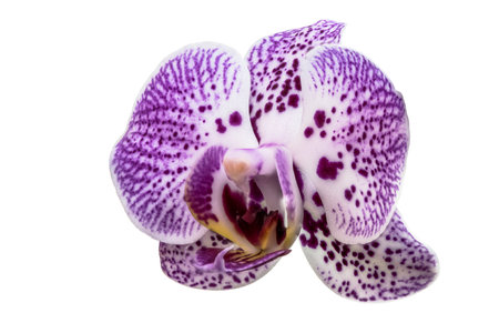 Single flower of an ornamental orchid (Phalaenopsis bonsai) against a white backgroundのeditorial素材