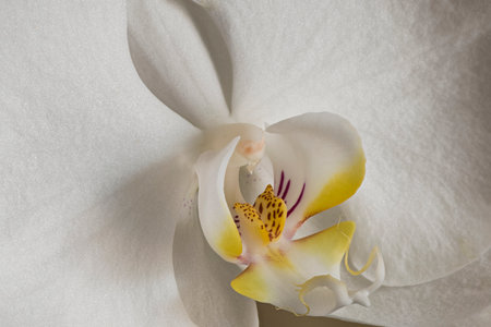 Phalaenopsis sp., Single flower detail, Liguria, Italyの写真素材