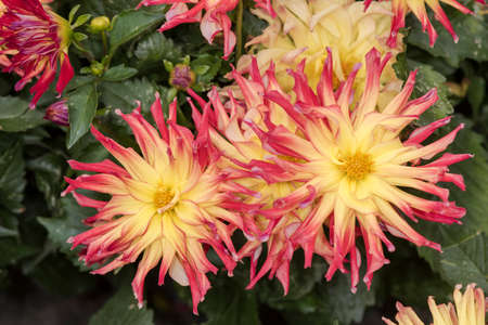 Yellow red flowers on the freen backgroundの写真素材