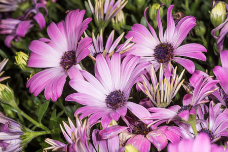 Yellow flowers against a ggeen backgroundのeditorial素材