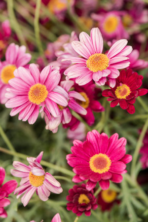 Yellow flowers against a ggeen backgroundのeditorial素材