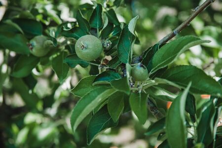 unripe apples growing on a treeの写真素材