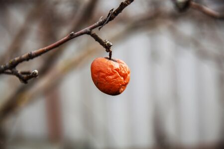 A withered spoiled red Apple on a branchの写真素材