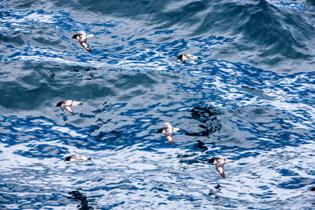 Cape petrel bird fly over the Antarctic Oceanの写真素材