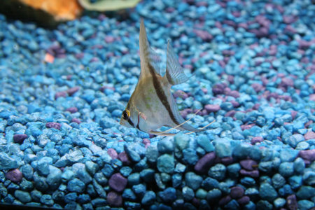 angelfish