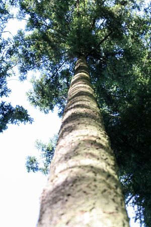 pine treeの写真素材