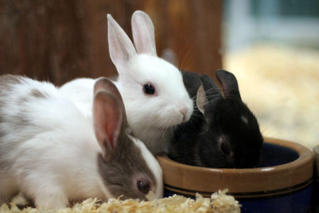 bunny