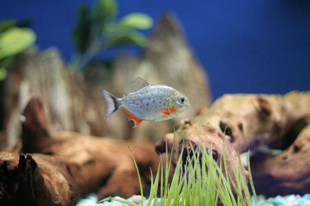 red bellied piranhaの写真素材