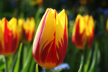 beautiful tulipsの写真素材