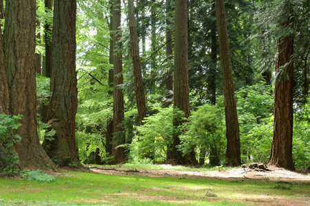 forest