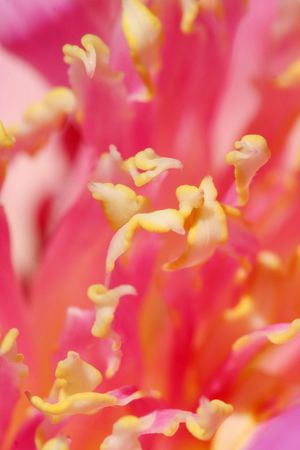 flower stamen close-upの写真素材