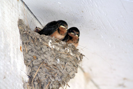 nestlingの写真素材