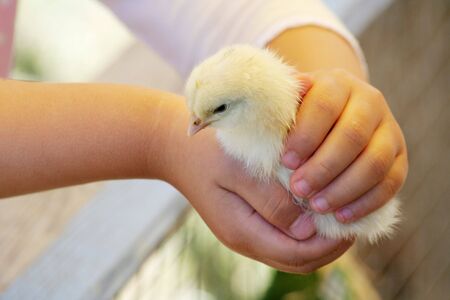 chickの写真素材