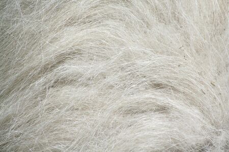 goatskinの写真素材