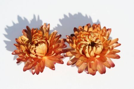isolated close-up yellow dried flowersの写真素材