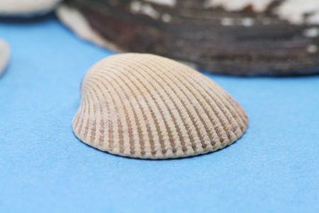 seashells close up for backgroundの写真素材