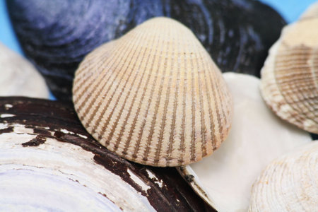 bunch colorful seashells for background