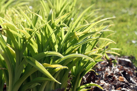 green grass burgeon and sunlight
