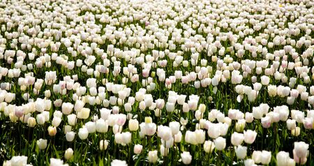 white tulips for backgroundの写真素材