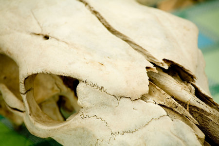 animal skull close up shot