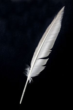 a white Feather, Quill Pen の写真素材