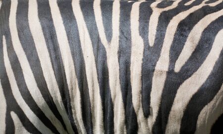 black and white zebra texture for backgroundの写真素材
