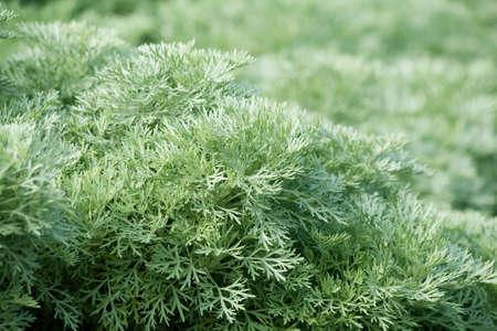 green plant for background useの写真素材