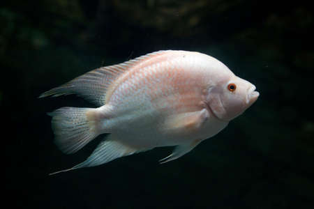 a fish close up shotの写真素材