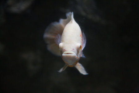 a fish close up shot