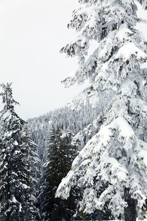 snow mountain, winter landscape in canada vancouverの写真素材