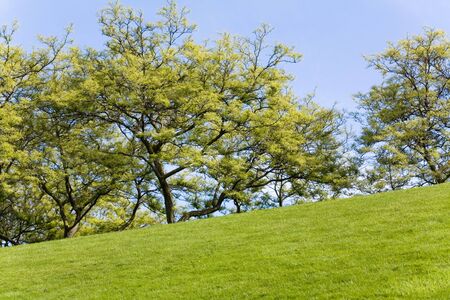 Green Lawn and tree for backgroundの写真素材