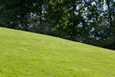 Green Lawn and tree for backgroundの写真素材