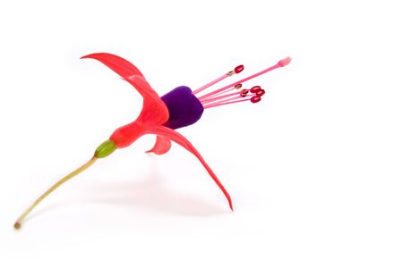 Fuschia flower with white backgroundの写真素材
