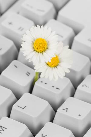  Computer Keyboard and flower, concept of Cyberspace Freedomの写真素材