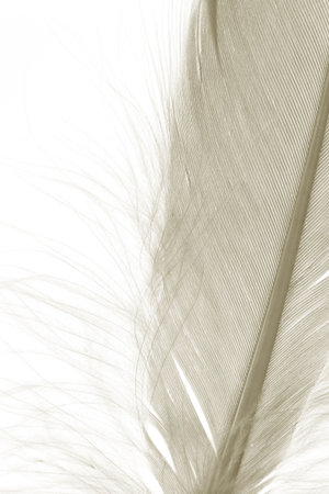 Brown Feather with white backgroundの写真素材