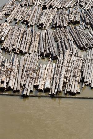 Log and Lumber Floating On Waterの写真素材