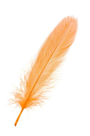 Yellow Feather with white backgroundの写真素材