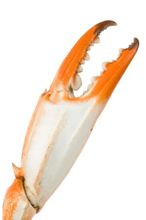 Crab Claw with white backgroundの写真素材