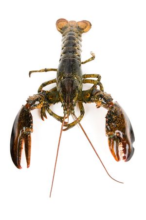 Raw Lobster with white backgroundの写真素材