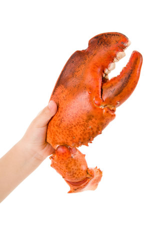 Lobster claw with white backgroundの写真素材