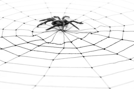 Spider Web for background useの写真素材