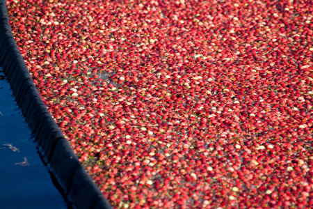 Red Cranberry for background useの写真素材
