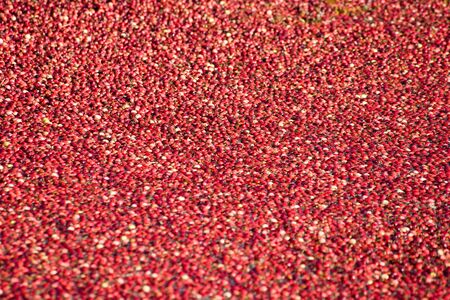 Red Cranberry for background useの写真素材