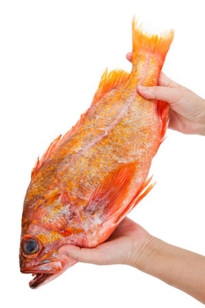 Red Fish with white background