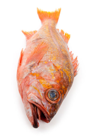 Red Fish with white background