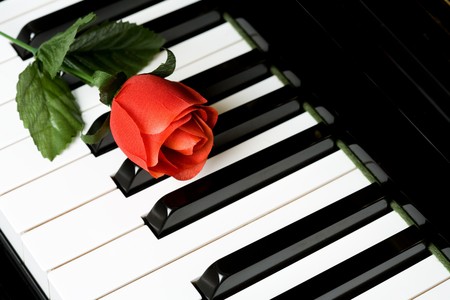  Piano Key and rose close up shotの写真素材
