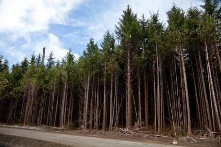 Forest,clearcut, concept of environmental damage