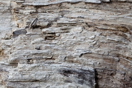 Weathering Tree Trunk close up shot for backgroundの写真素材