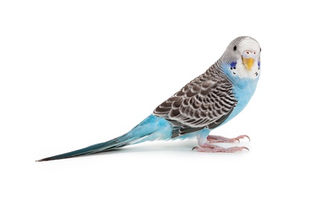 blue budgie close up shotの写真素材